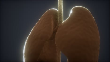 Animación-3d-De-Pulmones-Humanos